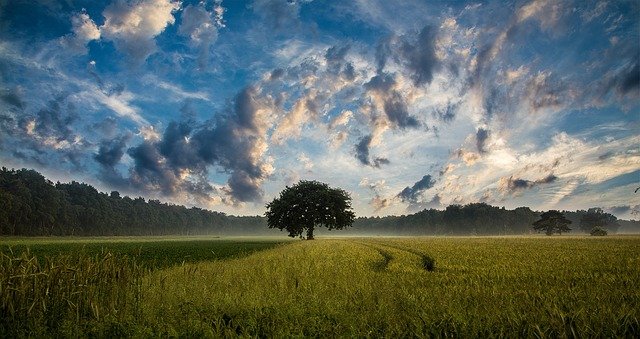 Regulatory wzrostu w zbóż ozimych: skuteczne strategie na każdą porę roku